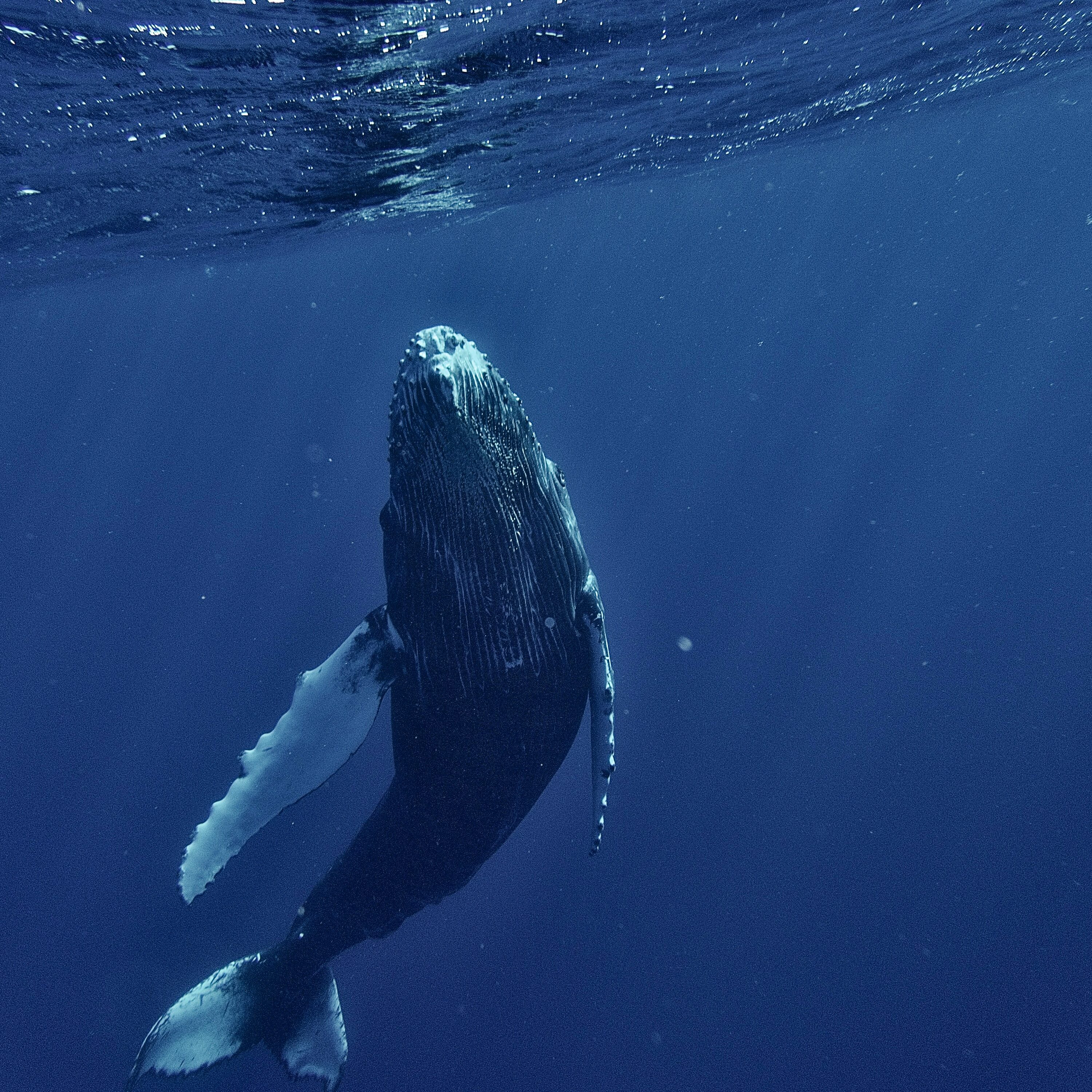 Whale in Mauritius © Unsplash / Chinh Le Duc