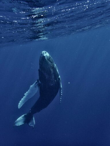 Whale in Mauritius © Unsplash / Chinh Le Duc